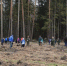 Серпуховичи высадили более 4000 саженцев в рамках акции «Лес Победы» - Smitanka.Ru