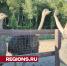 В Серпухове можно познакомиться с ручными австралийскими страусами - Regions.Ru