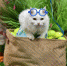 Любители животных собирайте пушистых: на Pets&Friends - Smitanka.Ru