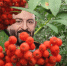 Костры рябин отменяются - Smitanka.Ru