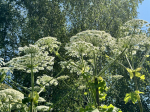В Серпухове для борьбы с борщевиком открыли горячую линию
