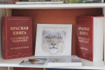 Четыре Лапы Фест